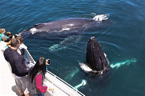 santa barbara whale watch